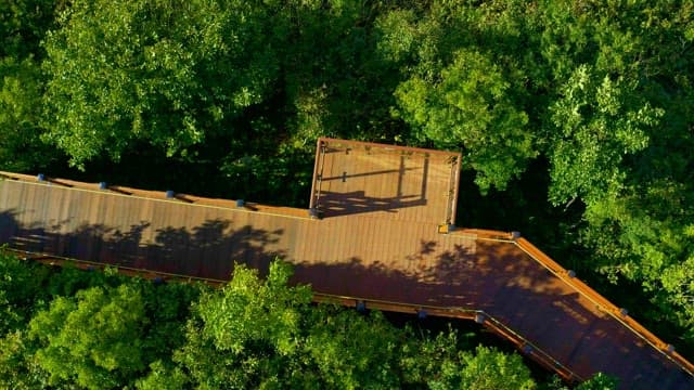 Wooden path through the forest