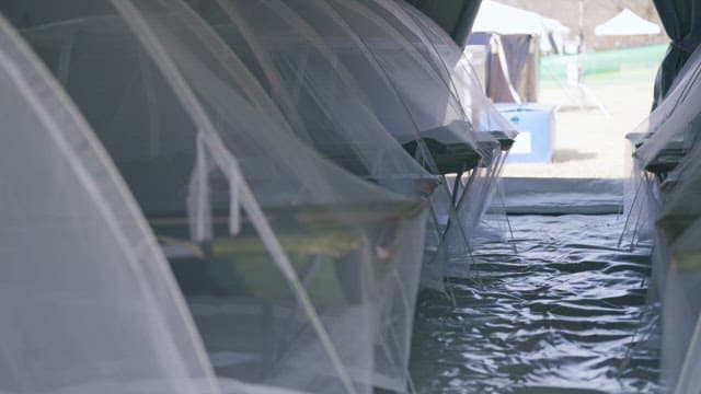Makeshift hospital beds under mosquito nets