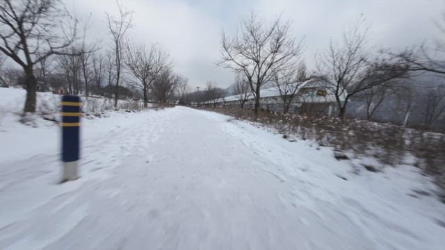 Snow-covered path lined with bare trees