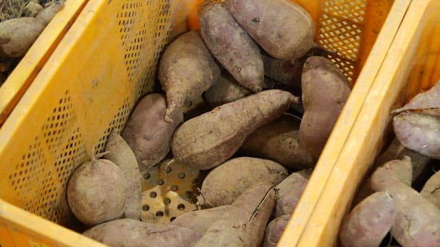 Freshly harvested sweet potatoes in crates