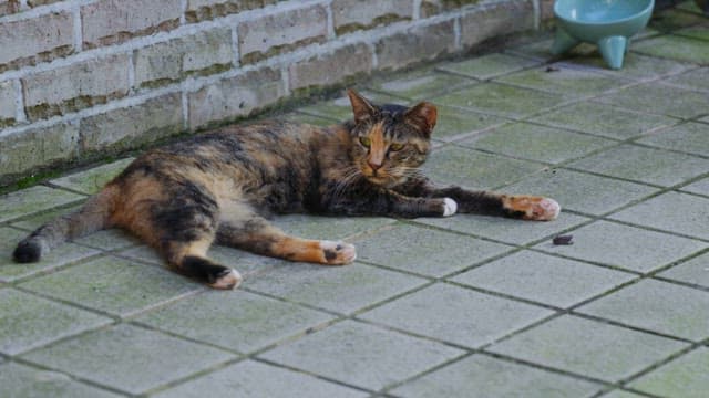 Cat lounging on a tiled floor