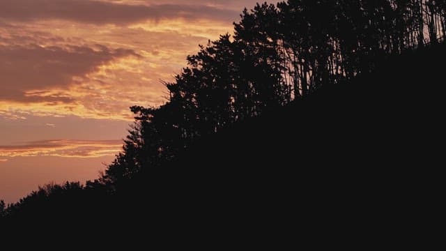 Sunset over tree silhouette