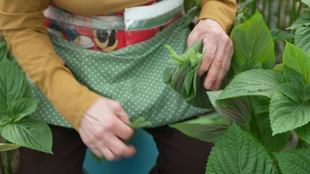 Person harvesting fresh green perilla leaves in the garden