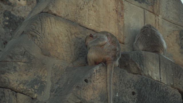 Two Monkeys Sitting on an Ancient Stone Structure