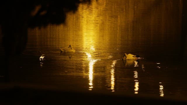 Two swans swimming on a lake at night