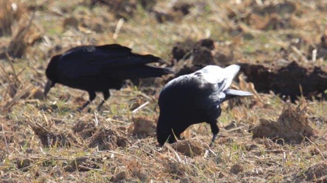 Crows foraging on a field in the afternoon