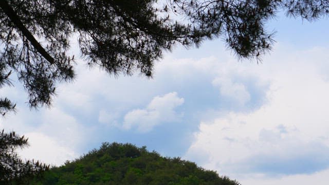 Sky with soft clouds floating by and pine branches