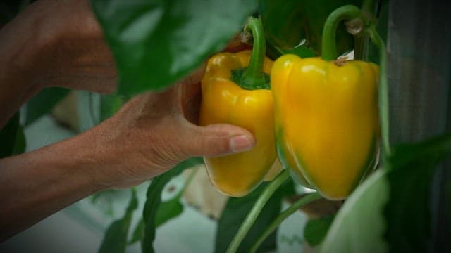 Hands harvesting yellow peppers with a knife