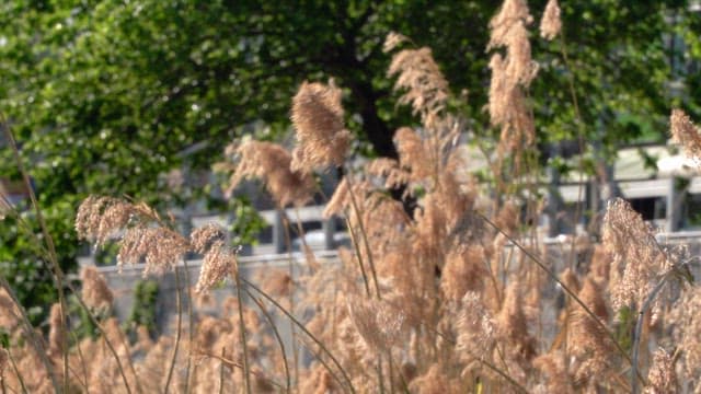 Dry reeds swaying with green trees in the background in a sunny urban park