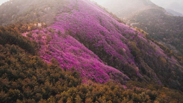Cheonjusan Mountain with Blooming Pink Azalea Flowers
