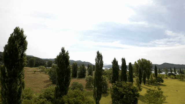 Large lawn surrounded by trees