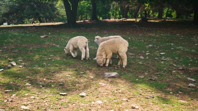 Sheep Grazing Peacefully in a Lush Park