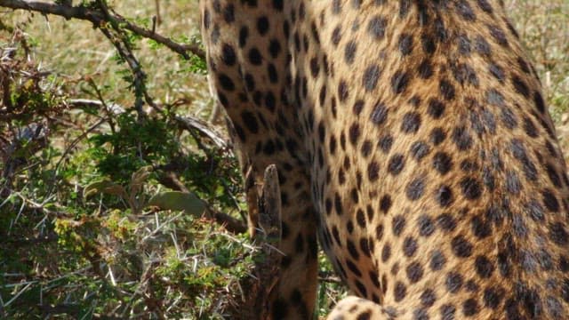 Cheetah Breathing Heavily