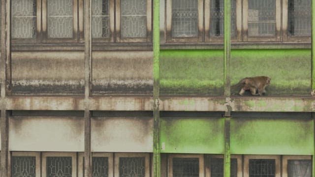 Monkey Walking along the Ledge of a Weathered Building