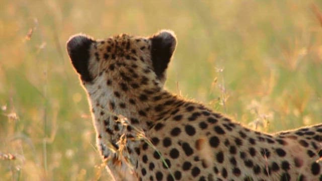 Cheetah and Cub in the Savanna Grasslands
