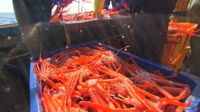 Fishermen sorting crabs on a boat under sunlight