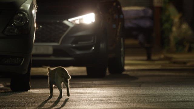 Stray cat walking down an alley with cars