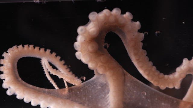 Legs of an octopus moving underwater