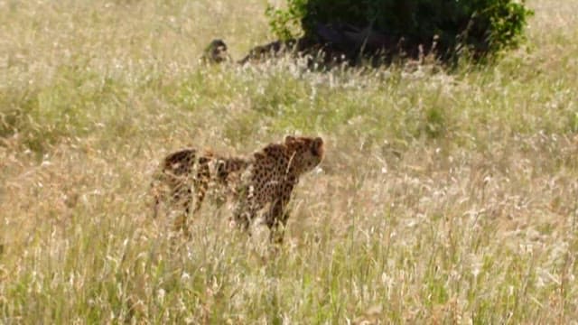 Cheetah Roaming in the Tall Grass