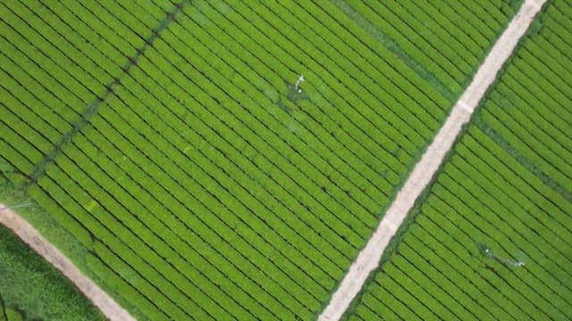 Aerial view of lush green tea fields