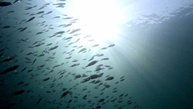 School of fish swimming underwater