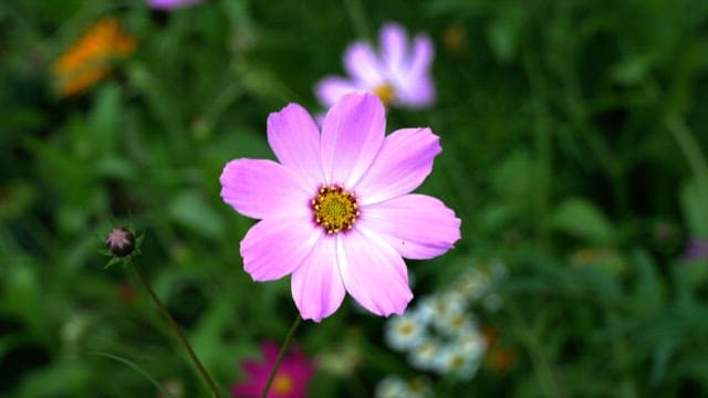 Bright pink cosmos flower in a green garden