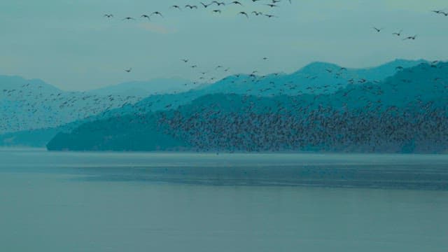 Flock of Birds Flying Over Tranquil Lake at Dusk