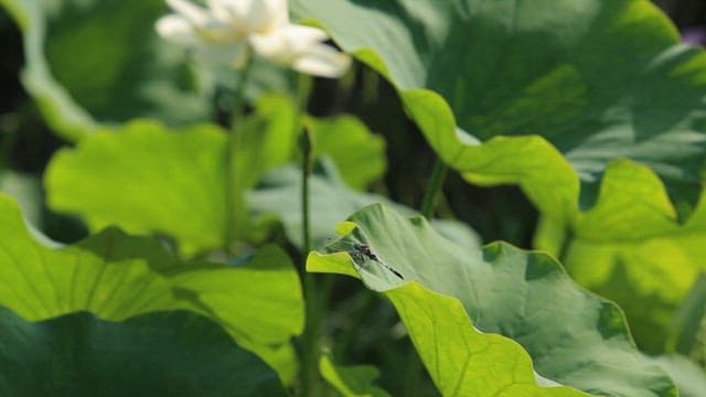 Dragonfly resting on a green lotus leaf