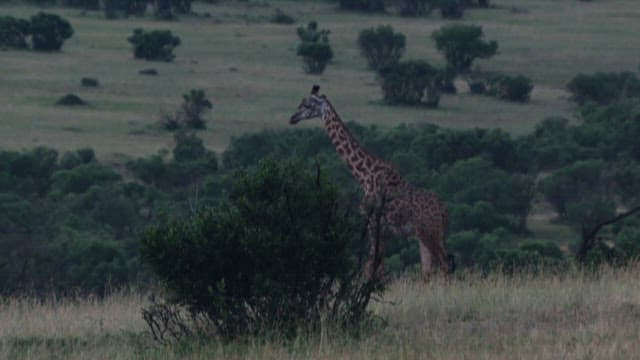Giraffe Walking Through the Quiet Landscape of the Savannah