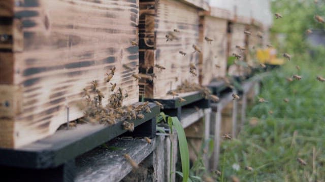 Busy Bees at Work in Their Hive