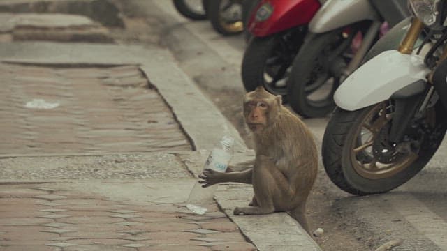 Monkey Drinking Water Holding a Plastic Bottle on the Street