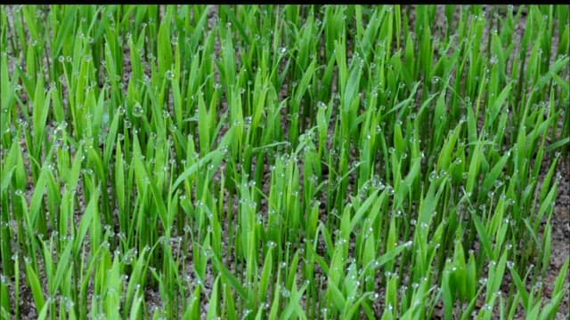Fresh Dew Drops on Vibrant Green Grass