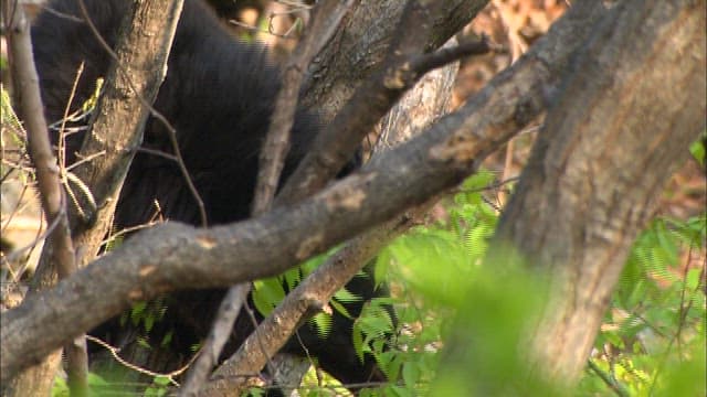 Bear climbing a tree in the forest