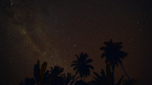 Starry Night Sky with Silhouette of Trees