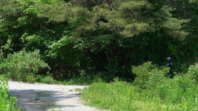 Motorcyclist starting off on a tree-lined road