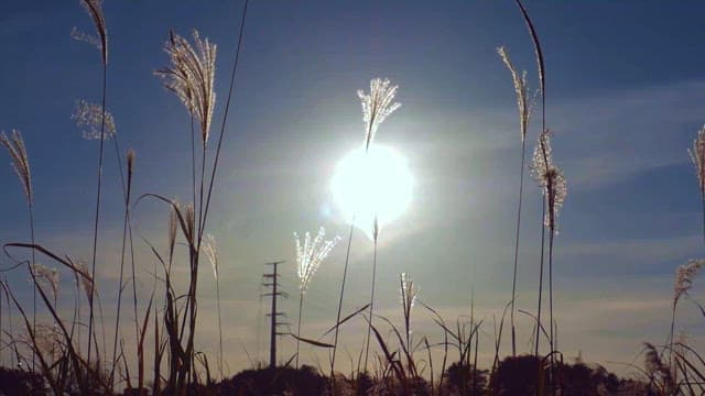Sunlight Filtering Through Autumn Reeds