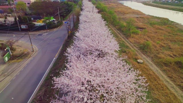 Cherry blossoms lining a riverside road