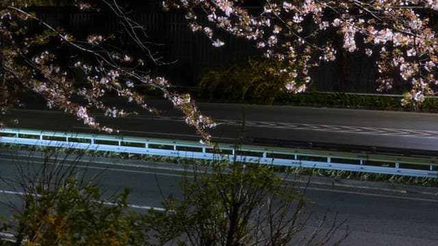 Road with cherry blossoms in bloom at night
