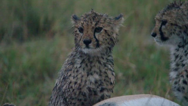 Cheetah Cubs in a Rain-Soaked Grassland