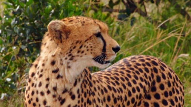 A Cheetah Observing Its Surroundings