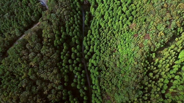 View of a lush forest of fresh green trees