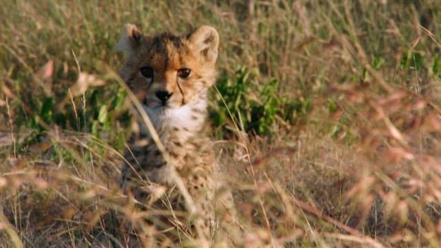 Cheetah Cub Hiding in Savannah Grass