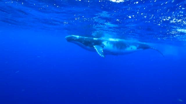 Diver Encounters a Majestic Whale Underwater
