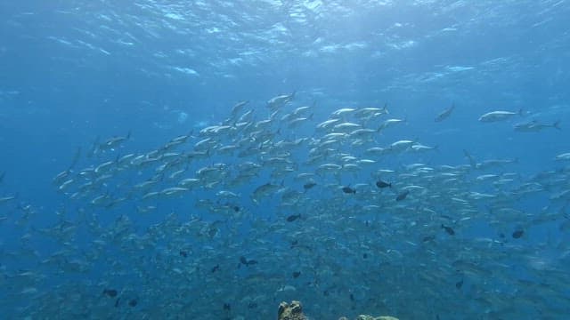 School of fish swimming over coral reefs
