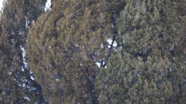 Snowflakes Falling Gently on Evergreen Trees