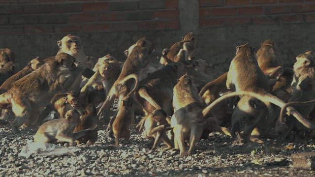 Monkeys Moving in Groups on the Ground