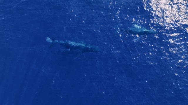 Humpback whales swimming in the vast blue sea