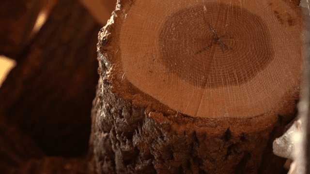 Tree logs with visible rings