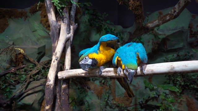 Two colorful parrots perched on a branch in a dense indoor aviary decorated with lush greenery