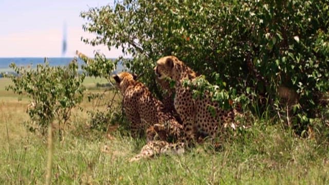 Close-up of Cheetahs in their Natural Habitat